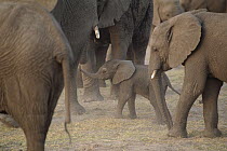 African Elephant (Loxodonta africana) group and calf, Etosha National Park, Namibia