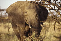 African Elephant (Loxodonta africana) male grazing, Kenya