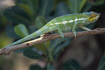 Panther Chameleon (Chamaeleo pardalis) clinging to branch, Madagascar