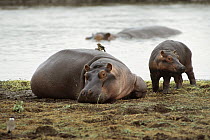 Hippopotamus (Hippopotamus amphibius) mother and young resting on riverbank with a Red-billed Oxpecker (Buphagus erythrorhynchus), Lake Manyara National Park, Tanzania