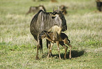 Blue Wildebeest (Connochaetes taurinus) and newborn, Kenya