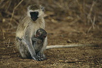 Black-faced Vervet Monkey (Cercopithecus aethiops) mother with baby, Manyara National Park, Tanzania