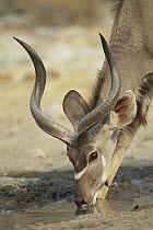 Greater Kudu (Tragelaphus strepsiceros) drinking from waterhole, Africa