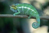 Panther Chameleon (Chamaeleo pardalis) on tree branch, Madagascar