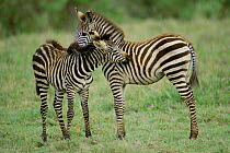 Burchell's Zebra (Equus burchellii) mother and foal nuzzling, Ngorongoro Crater, Tanzania