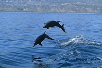Bottlenose Dolphin (Tursiops truncatus) pair leaping, Hawaii