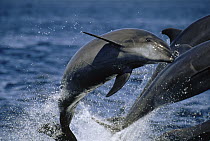 Bottlenose Dolphin (Tursiops truncatus) leaping, Sea of Cortez, Baja California, Mexico