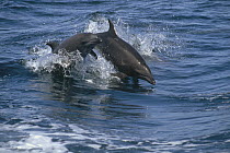 Bottlenose Dolphin (Tursiops truncatus) pair leaping, Sea of Cortez, Baja California, Mexico