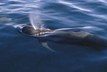 Short-finned Pilot Whale (Globicephala macrorhynchus) adult spouting at water surface, Sea of Cortez, Baja California