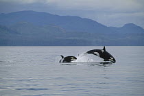 Orca (Orcinus orca) mother and young leaping through water, Frederick Sound, Alaska