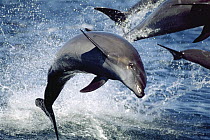 Bottlenose Dolphin (Tursiops truncatus) close up of group leaping, Sea of Cortez, Baja California, Mexico