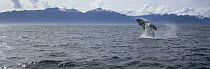 Humpback Whale (Megaptera novaeangliae) breaching, Chatham Strait, Southeast Alaska