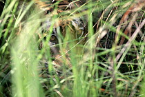 Bengal Tiger (Panthera tigris tigris) concealed in green grass, Bandhavgarh National Park, Madya Pradesh, India