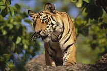 Bengal Tiger (Panthera tigris tigris) juvenile, Bandhavgarh National Park, Madya Pradesh, India