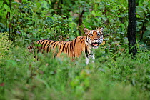 Bengal Tiger (Panthera tigris tigris) standing in trees, Kanha National Park, Madhya Pradesh, India