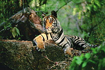 Bengal Tiger (Panthera tigris tigris) resting on log, Bandhavgarh National Park, Madhya Pradesh, India