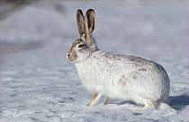 Snowshoe Hare (Lepus americanus) in winter, Canada