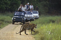 Bengal Tiger (Panthera tigris tigris) crossing the road in front of tourist vehicles, Bandhavgarh National Park, India