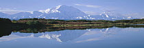 Mt Denali reflected in tundra pond, Denali National Park and Preserve, Alaska