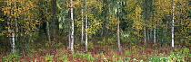 Mixed autumn forest of Birch trees, Black Spruce, Lichen and Fireweed flowers near the Tanana river, Alaska