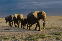 African Elephant (Loxodonta africana) herd walking in a line, Africa