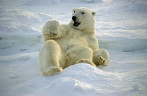 Polar Bear (Ursus maritimus) rolling in snow, Hudson Bay, Churchill, Manitoba, Canada