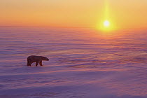 Polar Bear (Ursus maritimus) walking on ice at sunset, Churchill, Manitoba, Canada