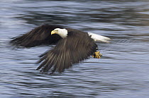 Bald Eagle (Haliaeetus leucocephalus) flying with captured fish in talons, Homer, Alaska