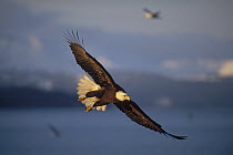 Bald Eagle (Haliaeetus leucocephalus) flying, Homer, Alaska