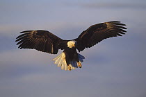 Bald Eagle (Haliaeetus leucocephalus) flying with talons out, Homer, Alaska
