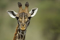 Giraffe (Giraffa sp) close up of head, Africa