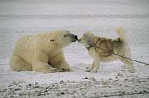 Polar Bear (Ursus maritimus) investigating chained sled dog, Churchill, Manitoba, Canada