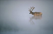 Elk (Cervus elaphus) in misty waters, Yellowstone National Park, Wyoming