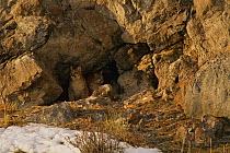 Mountain Lion (Puma concolor) cubs, male and female, in den, Miller Butte, National Elk Refuge, Wyoming