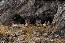 Mountain Lion (Puma concolor) family at den entrance, Miller Butte, National Elk Refuge, Wyoming