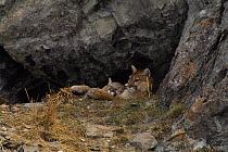 Mountain Lion (Puma concolor) mother and sleeping cub at den entrance, Miller Butte, National Elk Refuge, Wyoming