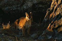 Mountain Lion (Puma concolor) portrait of mother outside her den, Miller Butte, National Elk Refuge, Wyoming