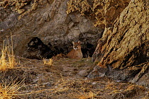 Mountain Lion (Puma concolor) mother at den entrance, Miller Butte, Elk National Refuge, Wyoming