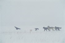 Timber Wolf (Canis lupus) group and Common Raven (Corvus corax) group play in the snow, National Elk Refuge, Wyoming