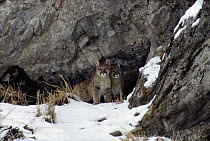 Mountain Lion (Puma concolor) male and female cubs at den entrance, Miller Butte, National Elk Refuge, Wyoming