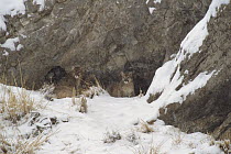 Mountain Lion (Puma concolor) cubs at den entrance, Miller Butte, National Elk Refuge, Wyoming