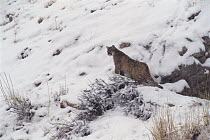 Mountain Lion (Puma concolor) cub ventures out of den, Miller Butte, Elk National Refuge, Wyoming