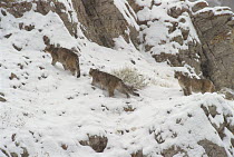 Mountain Lion (Puma concolor) cubs climbing near den, Miller Butte, Elk National Refuge, Wyoming