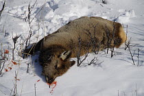 Elk (Cervus elaphus) calf killed by Mountain Lion (Puma concolor), National Elk Refuge, Wyoming