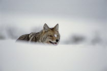 Coyote (Canis latrans) behind drifting snow, Wyoming