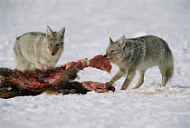 Coyote (Canis latrans) pair scavenging on Elk (Cervus elaphus) killed by wolves, Elk National Refuge, Wyoming