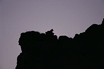 Mountain Lion (Puma concolor) mother silhouetted on rock outcropping, Miller Butte, National Elk Refuge, Wyoming