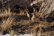 Mountain Lion (Puma concolor) mother and three cubs at den entrance, Miller Butte, National Elk Refuge, Wyoming