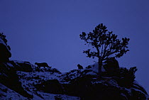 Mountain Lion (Puma concolor) group silhouetted on Miller Butte at nightfall, National Elk Refuge, Wyoming