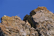 Mountain Lion (Puma concolor) mother and magpie on cliff, Miller Butte, National Elk Refuge, Wyoming